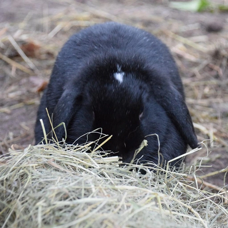 Puur Timothy Hø 500 g